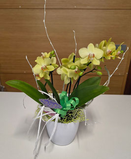 Pianta di Phalaenopsis tre rami con vaso in ceramica