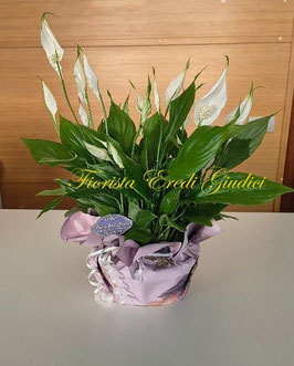 Spathiphyllum
