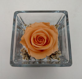 Rosa eterna salmone media