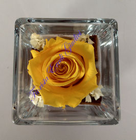 Rosa eterna gialla media