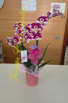 Pianta di Phalaenopsis con rami di betulla rossi e vaso in ceramica
