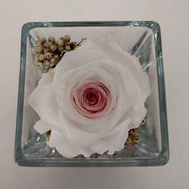 Rosa bianca e rosa eterna