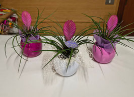 Tillandsia cyanea Anita con vaso in ceramica