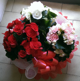 Cesto begonie
