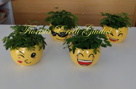 Mimosa pudica con vaso in ceramica con faccina