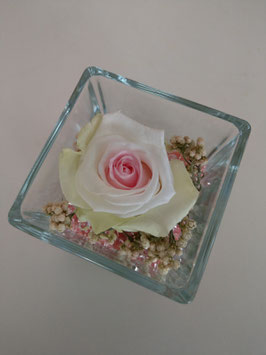 Rosa verde, bianca e rosa eterna