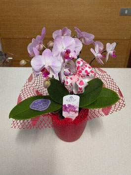 Pianta di Phalaenopsis con vaso di ceramica