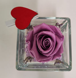 Rosa eterna lilla media