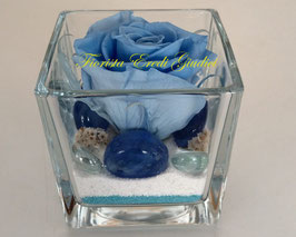 Rosa eterna azzurra media