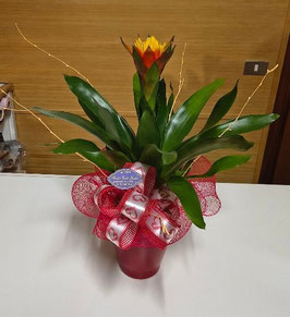 Pianta Bromelia con vaso in ceramica