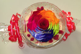 Rosa arcobaleno eterna MISURA XXL