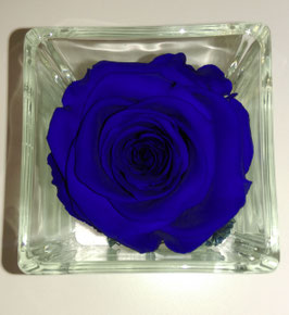 Rosa eterna blu media