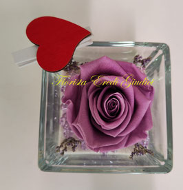 Rosa eterna lilla media