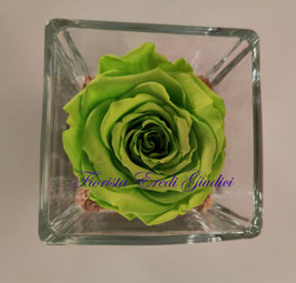 Rosa eterna verde media