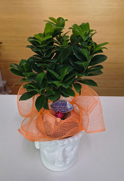 Bonsai Ficus Ginseng