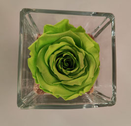 Rosa eterna verde media