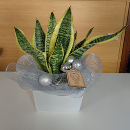 Pianta Sanseveria bonsai con vaso in ceramica e decorazioni argentate