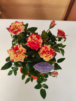 Pianta di Rosa