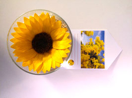Girasole eterno xxl
