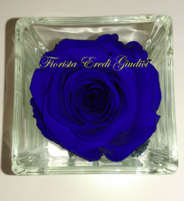 Rosa eterna blu media
