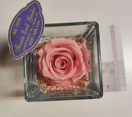 Rosa eterna rosa media
