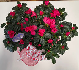 Pianta di Azalea