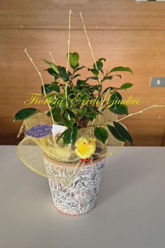 Bonsai Ficus Ginseng