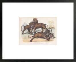 ‘The Lion Cubs’ Colour Tinted Print 1860