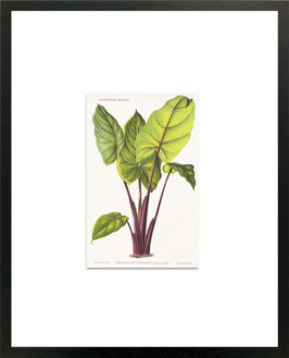 Colocasia Devansayana 1889