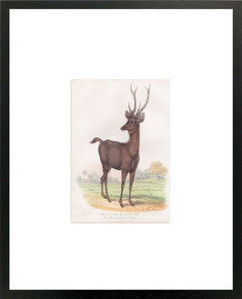 ‘The Russa Deer or Samboo Stag’Colour Tinted Print 1860