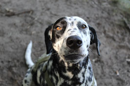Erste Hilfe Kurs für Hunde