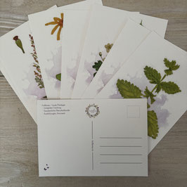 Kräuter Kraft Karten Set als Postkarte