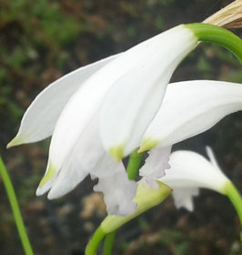 Eleorchis japonica - white