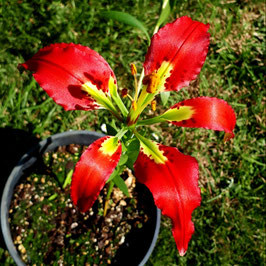 Lillium catesbei