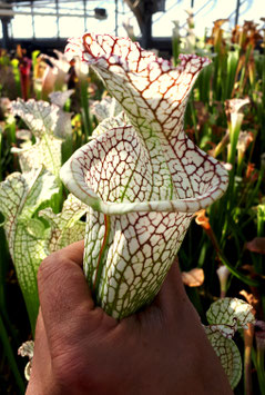 Sarracenia leucophylla Clon i