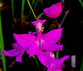 Calopogon tuberosus pink