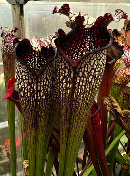 S. X areolata "Supercolor" Clon A