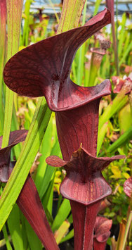 Sarracenia red catesbei
