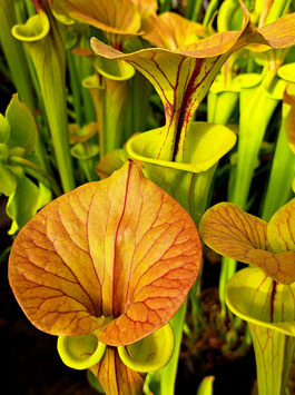 Sarracenia flava var.cuprea olive copper top