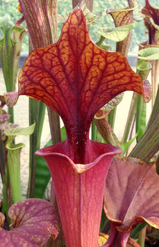 Sarracenia flava large red hat