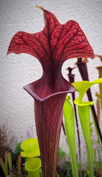 Sarracenia x Lykaner