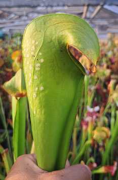 S. minor Reading University