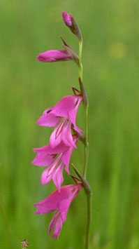 Gladiolus palustris - Sumpfgladiole