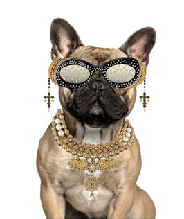 GLASSCHILDERIJ MET GOUDFOLIE 60 X 80 "BULLDOG MET BRIL"