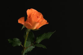 Rose - 2949