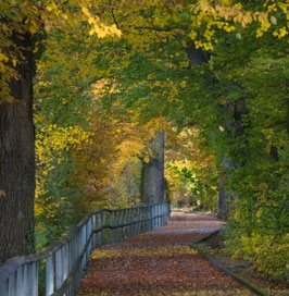 Herbstliche Allee  -  7059-TTI