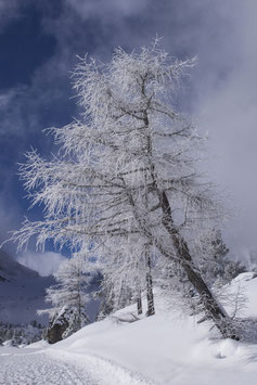 Doppelkarte A5 blütenweiss  - Winter 4