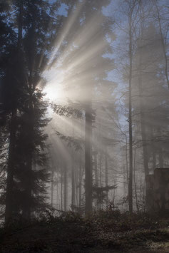 Die Sonne verdrängt den Nebel  -  PC149066-TTI