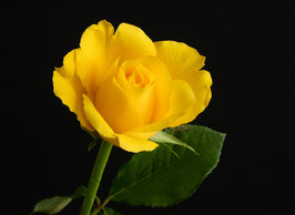 Rose    -   3036