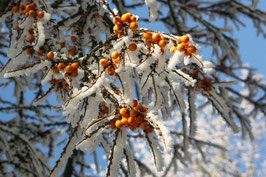 Doppelkarte A5 / blütenweiss  - Beeren - PICT0024